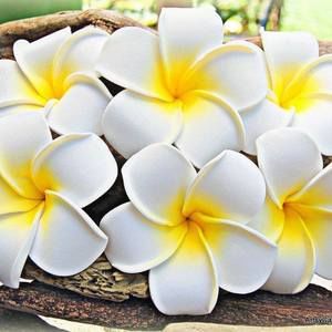 Meet your Posher, Dora